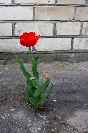 A red tulip grows in a crack in the sidewalk through the asphalt against a brick wall.の写真素材