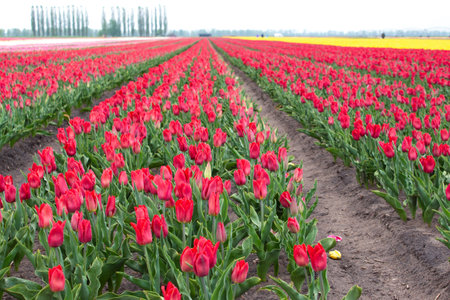 Many colorful tulips on fields during spring. Tulips are grown in rows by variety. Tulip plantation...