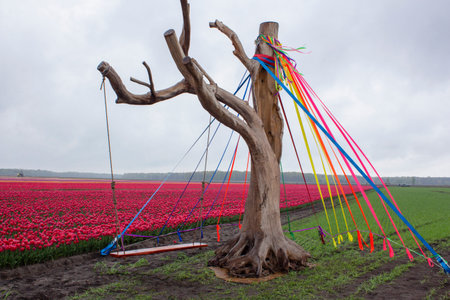 Wooden swing against the background of a field with bright red tulips. Peaceful spring landscape in...