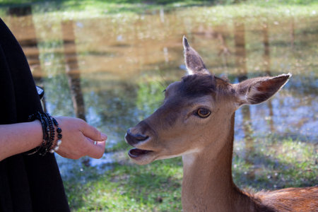 Female hand offering food to a young fawn. Animal in its natural habitat. Woman and deer on the background of a forest lake. Park with free and trusting animals.の写真素材