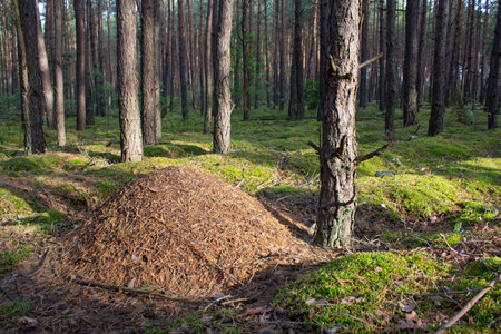 A large brown anthill in a coniferous forest in summer. A home for ants in their natural habitat. Pine needles cover the anthill.の写真素材