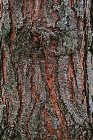 The bark of a forest pineの写真素材