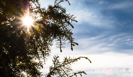 The photo of shine sun through the branches of the juniperの写真素材