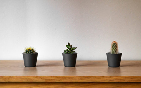 Small plants (cactuses) in dark pot on the wooden table on soft color background