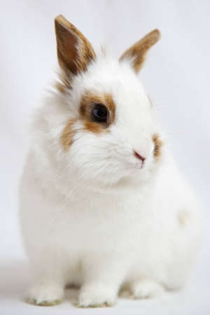 the rabbit on the white tablecloth houseの写真素材