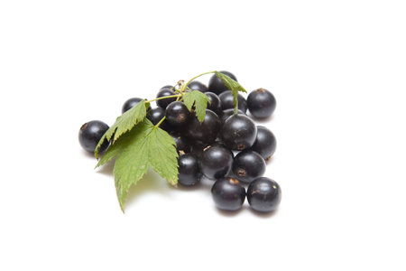 black currant on white background
