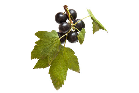 black currant on white background