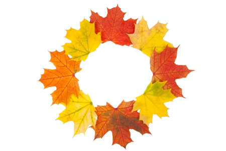 maple leaves on a white background