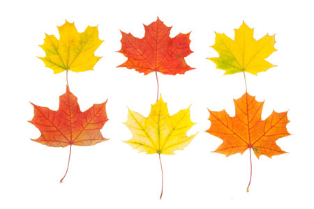maple leaves on a white background