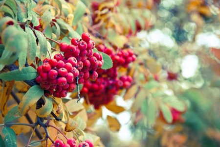 beautiful mountain ash in the autumn of close-UPS in the processing of