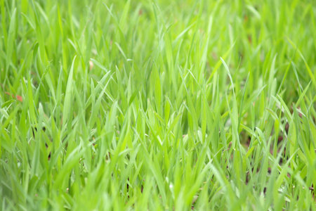 Green grass can be used for background 