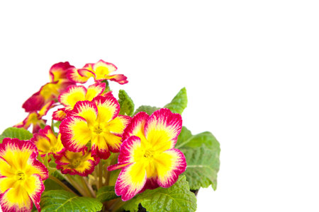 flower primrose on a white backgroundの写真素材