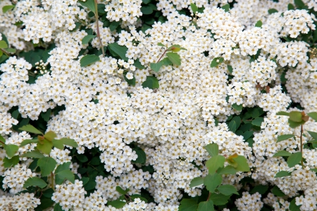 small white flowers in the spring