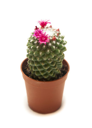 blooming cactus on a white background の写真素材