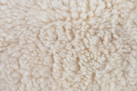 wool sheep closeupの写真素材