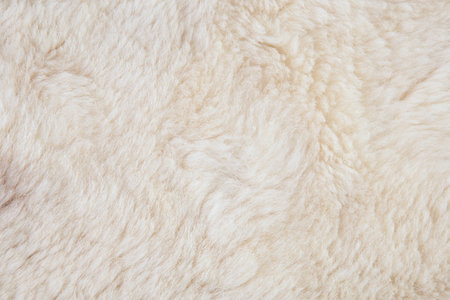 wool sheep closeupの写真素材