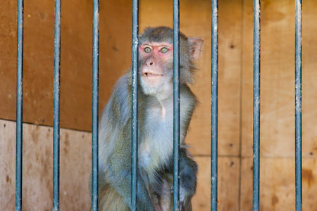 monkey in a cage in a menagerie