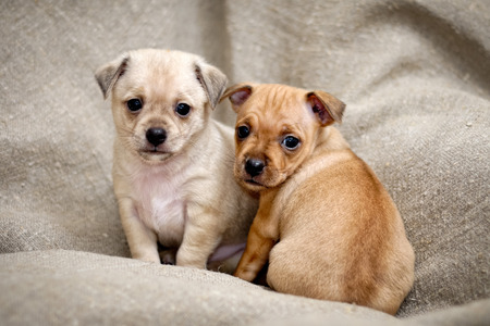 Cute puppies on the carpetの写真素材