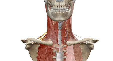The cervical spine (neck region) consists of seven bones (C1-C7 vertebrae), which are separated from one another by intervertebral discs. 3d renderingの写真素材