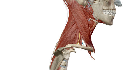 The cervical spine (neck region) consists of seven bones (C1-C7 vertebrae), which are separated from one another by intervertebral discs. 3d renderingの写真素材