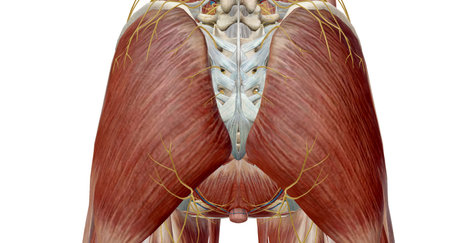 The pelvis is the lower portion of the trunk, located between the abdomen and the lower limbs.3d renderingの写真素材