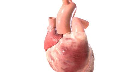 Calcium Channel in the Heart .3D rendering