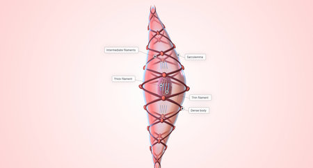 Smooth muscle cells are fusiform shaped, with a rounded middle region and two tapered ends.3D renderingの写真素材