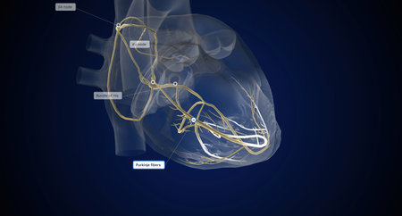 Your heartbeat is controlled by a special conduction system within the walls of the heart. 3D renderingの写真素材