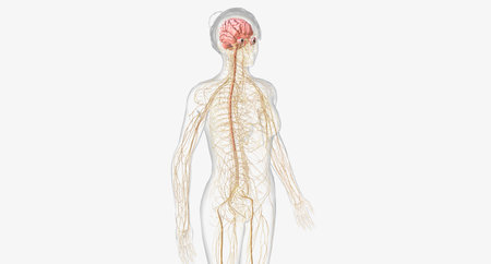 The nervous system contains the brain, brainstem, and nerves.3D renderingの写真素材