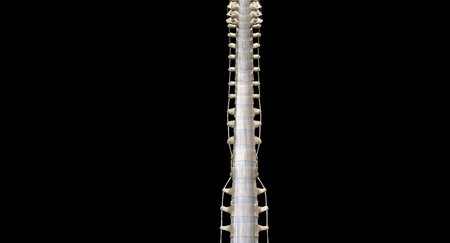 Lateral and Posterior Views of the Spine 3D renderingの写真素材