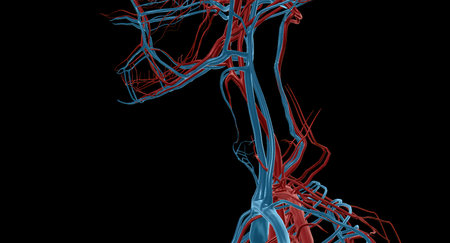 The internal jugular vein lies lateral and superficial to the common carotid artery and vagus nerve 3D renderingの写真素材