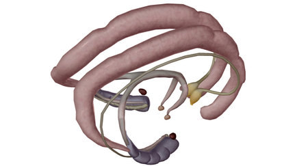 The limbic system that triggers peoples survival instincts. 3D renderingの写真素材