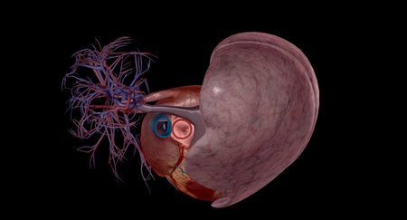 Pulmonary arteries are blood vessels that carry blood from the heart to the lungs 3D rendering