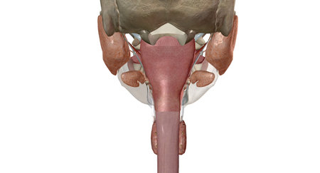 The upper gastrointestinal organs include the mouth, esophagus. 3D rendering