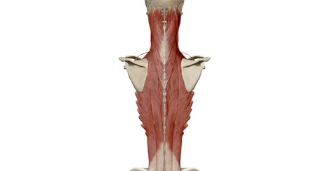 Anatomy of the back, spine and back muscles 3D renderingの写真素材
