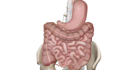 Sphincters a ring shaped muscle that relaxes or tightens to open or close a passage or opening in the body. 3D renderingの写真素材