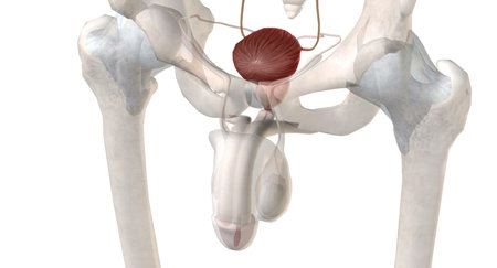 The bladder is a hollow organ in humans that stores urine from the kidneys before it is excreted in...