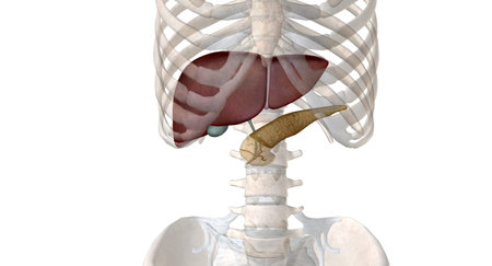 As an endocrine organ, the pancreas secretes the hormones insulin and glucagon. The liver secretes...
