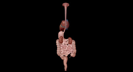 There are several organs that have endocrine functions whose secondary functions are endocrine. These include the he, kidneys, intestines, thymus, gonads and adipose tissue. 3D renderingの写真素材