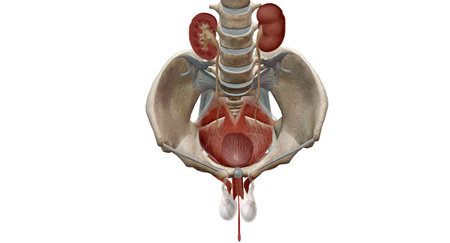 The ureters are tubes made of smooth muscle that propel urine from the kidneys to the urinary bladder.3D renderingの写真素材