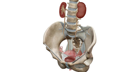 The ureters are tubes made of smooth muscle that propel urine from the kidneys to the urinary bladder.3D renderingの写真素材