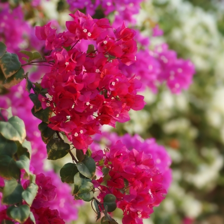 Beautiful purple flowers in the backgroundの写真素材