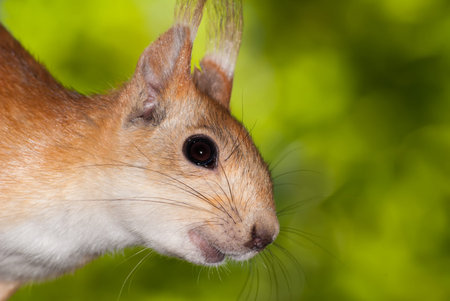 Close up portrait of curious red squirrel