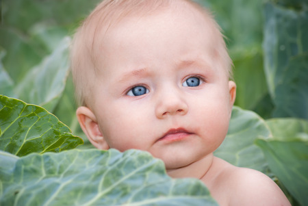 Little baby in green cabbage leaves, the traditional story about where newborn babies come from.の写真素材