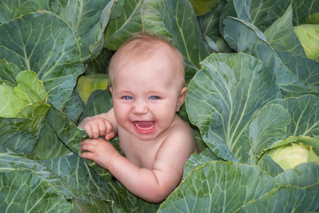 Happy beautiful baby in green cabbage leaves, the traditional story about where newborn babies come from.の写真素材