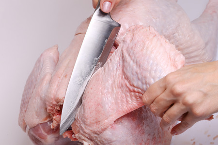 Preparation of a turkey. The steel knife with fat on a blade in female hands cuts the wing.の写真素材