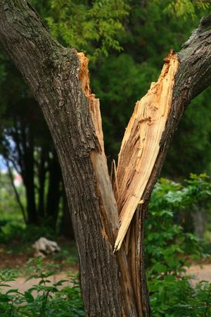 The broken tree in park after a strong thunder-stormの写真素材