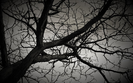 Lonely tree without leaves. Autumn park in cloudy weather