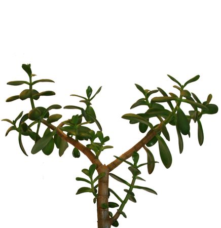 The monetary tree with green leaves is isolated on a white backgroundの写真素材