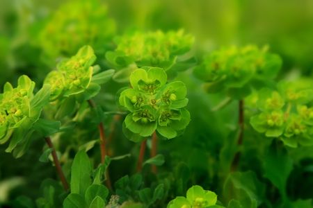 Photo of a green glade with a young grass-is possible to use as a background for illustrations and collagesの写真素材